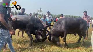 Godho vs Baazigar  Bullfight Goa  Traditional Dhirio Sport [upl. by Eddi]