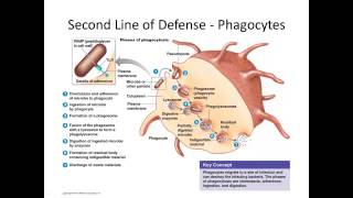 C16 Innate Immunity [upl. by Isabea650]