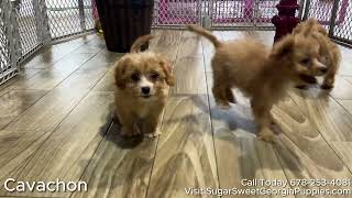 Cavachon Puppies For Sale [upl. by Tam422]