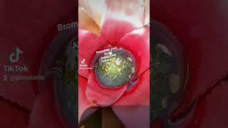 bromeliads plants tips watering [upl. by Anhpad579]