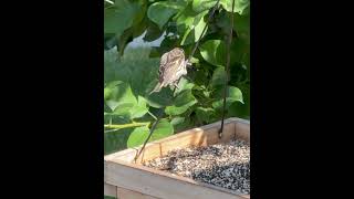 Chipping Sparrow and Pine Siskin [upl. by Haim]