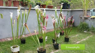 63 SARRACENIA LEUCOPHYLLA REGINA DAUTUNNO [upl. by Okechuku]