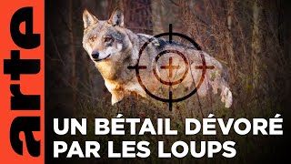 Jura qui a peur du loup   ARTE Regards [upl. by Abbotsun]