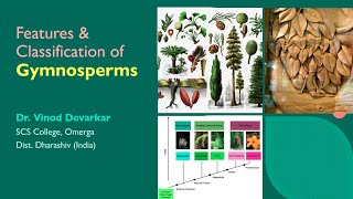 Salient Features amp Classification of Gymnosperms by Dr V D Devarkar [upl. by Nonnahsal]