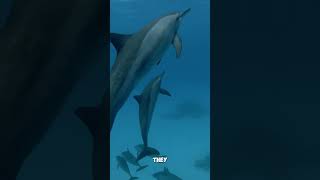 How do dolphins communicate [upl. by Nnyw]