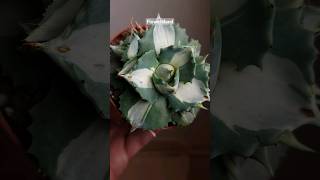 Агава потаторум ОухиРайджин Вариегата  Agave potatorum OuhiRaijin Variegata [upl. by Hagood]