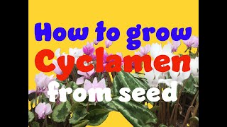 how to germinate cyclamen seeds Part 1 [upl. by Ahseyt]