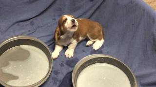 Basset Hound Puppies Howling  3 weeks old They soon rejoined mama in the family room with love [upl. by Nnairol902]