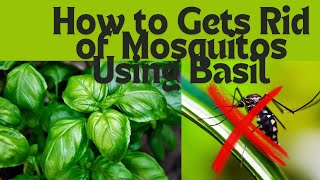 How to use Basil to Repel Mosquitos Step by step Method [upl. by Eltsirhc]