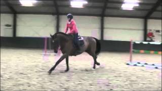 7yo KWPN gelding jumping at home [upl. by Meesak]