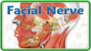 Facial Nerve Anatomy Animation  Nuclei Course Branches and Facial nerve Palsy  USMLE Step 1 [upl. by Layney]