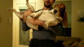 How to pick up a Basset Hound [upl. by Hibbert588]