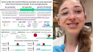 Autoinduction for recombinant protein overexpression [upl. by Nylasor]