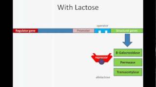 Lac Operon [upl. by Alue564]