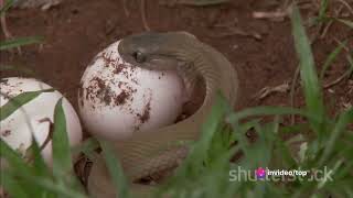 The Elusive Boomslang snakequotExploring the Boomslang Africas Arboreal Enigma [upl. by Rolf]