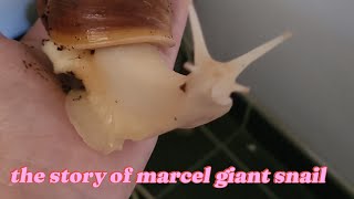 the story of marcel giant snail [upl. by Adieno972]