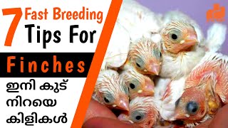 Finches 7 Fast Breeding Tips  Finches Birds Breeding Tips for Beginners Malayalam  MY PET PLANT [upl. by Dumanian]