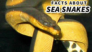 Sea Snake Facts SNAKES in the OCEAN 🐍 Animal Fact Files [upl. by Nuahsel]