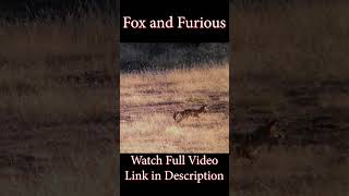 Fox and Furious [upl. by Adella]