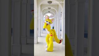 【Fursuit Dance】 Xianbei 仙贝是只仙女喵  AOA Like a Cat [upl. by Awhsoj]