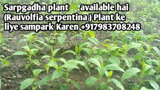 Sarpgadha plant☘️ available hai Rauvolfia serpentina  Plant ke liye sampark Karen 917983708248 [upl. by Herald872]