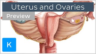 Uterus and ovaries preview  Human Anatomy  Kenhub [upl. by Ttergram214]