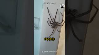 HOW CAN A HUNTSMAN SPIDER BE THIS SCARY AND BIG 😱 shorts [upl. by Joaquin905]