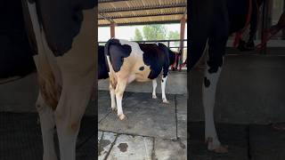 💎Compact Udder ABS Terminator 40 Milk Capacity For Sale 7009645902 trending cow dairyfarm [upl. by Orlene]