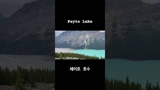 Peyto Lake Canada 🇨🇦 jasper캐나다여행캐나다캠핑 [upl. by Allanson]