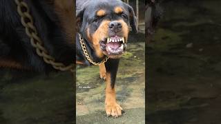 Angry Rottweiler barking sound angrypuppy funnyanimals pitbull angrypets cuteanimal angrydog [upl. by Navinod817]