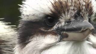 Laughing Kookaburra Dacelo novaeguineae [upl. by Anivel]