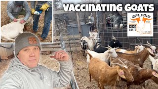 Working Kiko Goats Medicating amp Vaccinating Goats Buffalo Creek Kikos [upl. by Concha182]