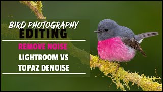 How To Remove Noise From Bird Photos Using Topaz Denoise or Lightroom  Noise Reduction Examples [upl. by Alyss]