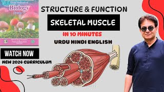 Structure of Skeletal Muscle  Sarcomere  Muscle Fibers  Biology II  Urdu Hindi English2024 [upl. by Ynnus]