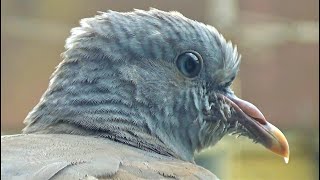 Latest Wood Pigeon Fledgling Arrives  Baby Wood Pigeon Daycare  Balcony Bird Table [upl. by Chiles]