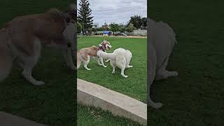 Colin Meets Dogs At The Park maremma sheepdog dogpark doglover dogs dogsitter puppy happydog [upl. by Cates472]