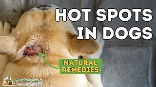 Hot Spots In Dogs Natural Home Remedies [upl. by Formica]