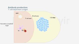 Lecture 4B cell responses شرح مبسط عن كيفية إنتاج الأجسام المضادة [upl. by Channing]