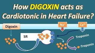 How Digoxin acts as Cardiotonic in Heart Failure [upl. by Nil]