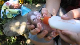 Silicone Newborn Chihuahua Puppy by Ping Lau [upl. by Maunsell]