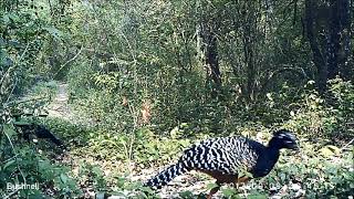 CameraTrapProjectChiquitos All in one  predator and prey in one camera [upl. by Ecneps547]