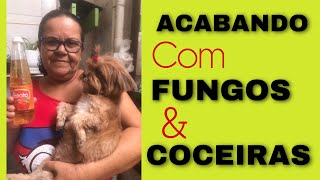 ACABANDO COM FUNGOS E COCEIRA DE SEU CACHORRO 🐶 [upl. by Felder]