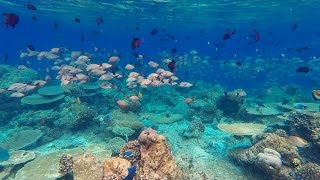 Snorkeling Ellaidhoo Maledives 2015 march [upl. by Juline405]