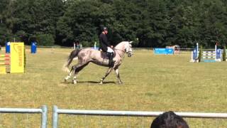 Cheval de BlancPrinz Oldenburg mare  2009 for sale [upl. by Nagoh]