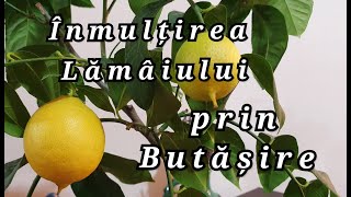 Inmultirea lamaiului prin butasire [upl. by Aradnahc]