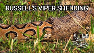 Deadly venomous Russells viper shedding skin wild snake shedding skin [upl. by Nomi]