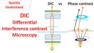 DIC Microscopy  Differential interference contrast  DIC vs Phase contrast [upl. by Farand308]