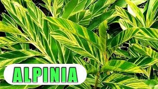 How to grow Alpinia plant  Care of alpinia zerumbet  Shell ginger variegated [upl. by Bobby]