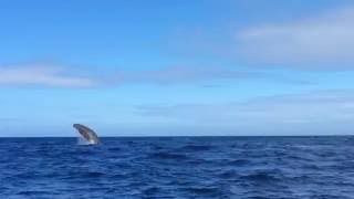 Sperm whale jumping twice Physeter macrocephalus [upl. by Darryl]