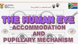 Human Eye  Accommodation and Pupillary Mechanism Full Class  23042024  grade12 [upl. by Eda926]